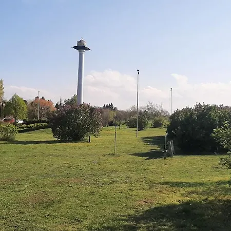 Bodzavirag * Balatonvilágos